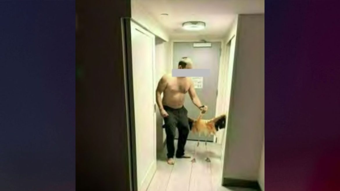 Tourist accused of stealing, torturing, and choking flamingo at Las Vegas hotel habitat